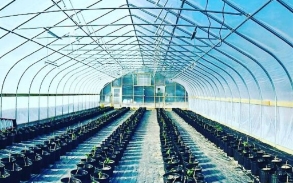 Inside of a large greenhouse